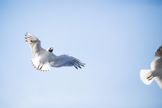 Möwenfliegen auf blauem Hintergrund des klaren Himmels Nahaufnahme erschossen