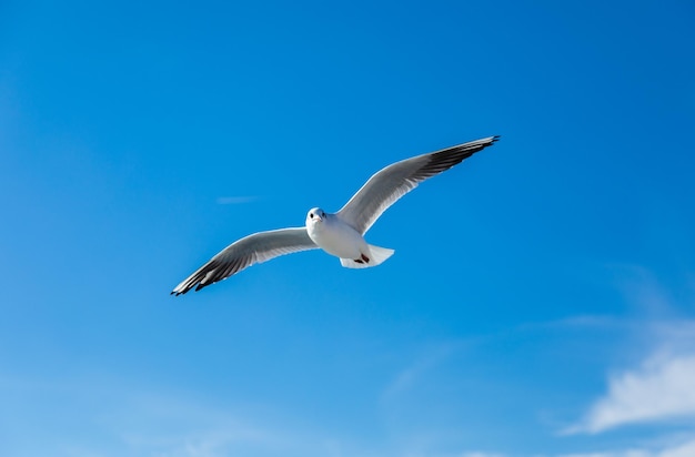 Möwenfliegen breiten ihre Flügel am Himmel aus