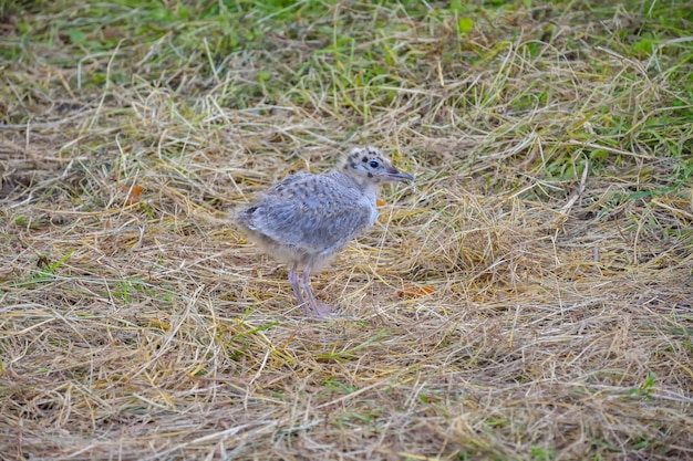 Möwenküken im Gras, Möwenküken aus nächster Nähe