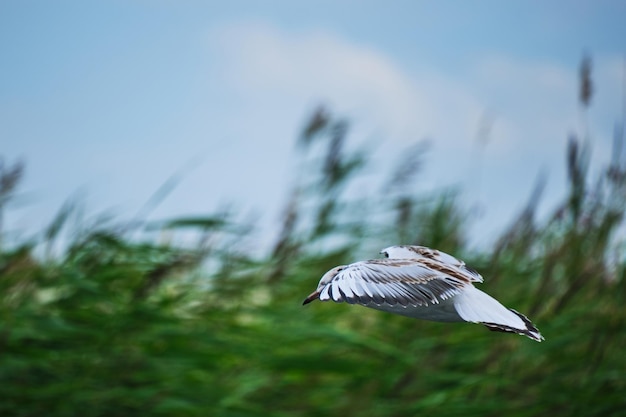 Möwenküken schwebt in der Luft vor grünem Schilf im Hintergrund