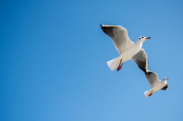 Möwenpaar fliegt im Himmelshintergrund