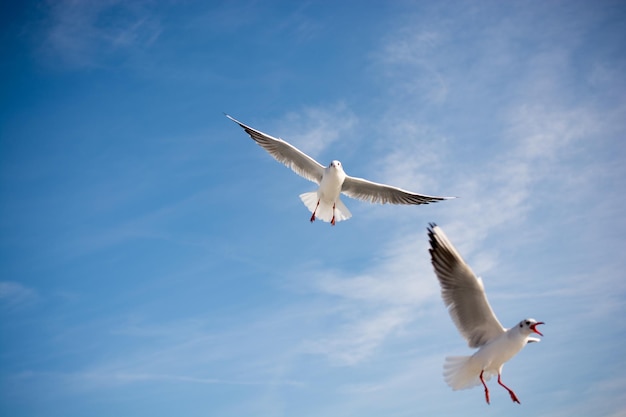 Möwenpaar fliegt im Himmelshintergrund