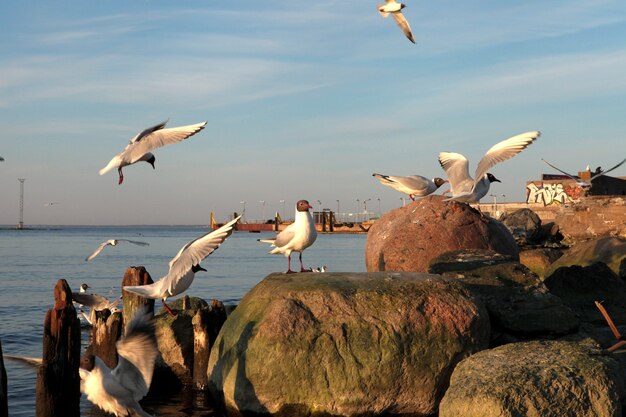 Möwenporträt gegen Seeufer. Nahaufnahme der weißen Vogelmöwe, die am Strand sitzt. Wilde Möwe mit natürlichem grauem Hintergrund.