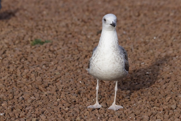 Möwenporträt, Himmel und fliegende Vögel