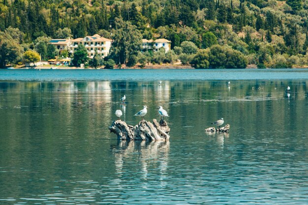 Möwenvögel an der Meeresbucht Lefkada Insel Griechenland