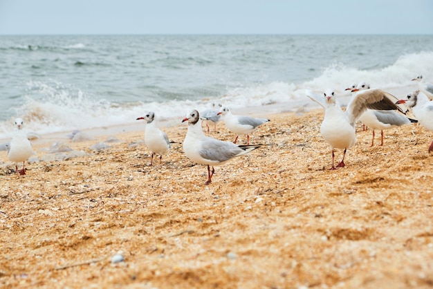 Möwenvögel im Meer