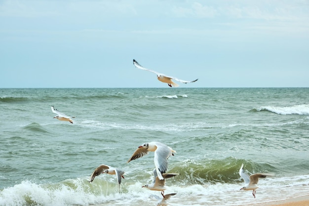 Möwenvögel im Meer