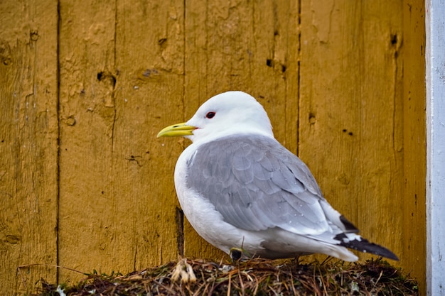 Möwenvogel hautnah