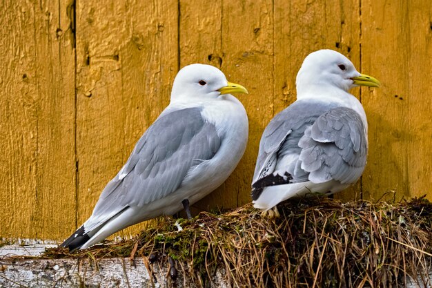 Möwenvogel hautnah