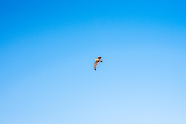 Möwenvogel im Flug gegen einen blauen Himmel mit Wolken