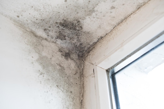 Foto mofo preto e fungos na parede perto da janela estragam a aparência da casa e são parasitas muito prejudiciais à saúde humana o problema da umidade da ventilação