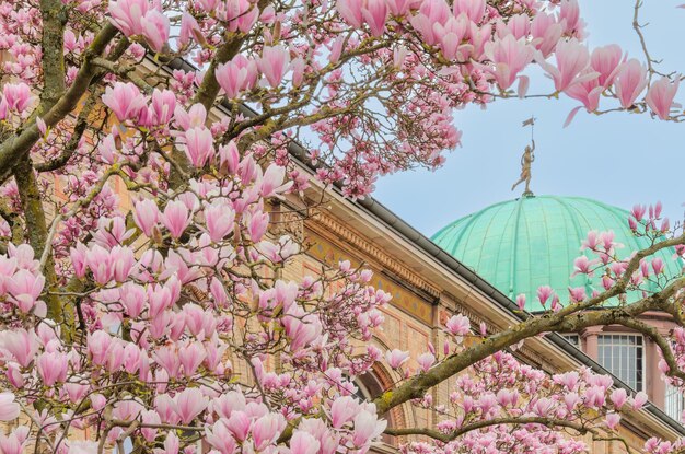 Foto la mognolia en flor contra el telón de fondo de la cúpula de los edificios