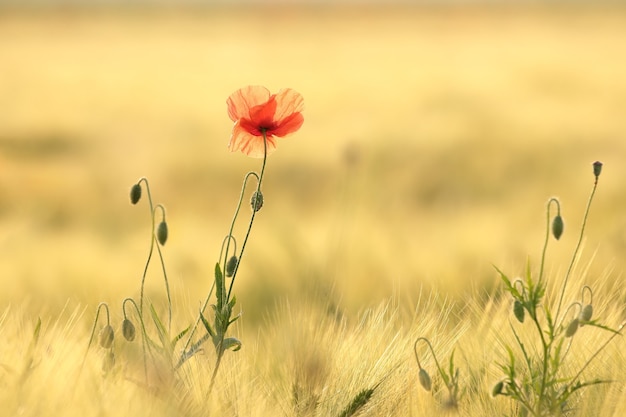 Mohn auf dem Feld im Morgengrauen