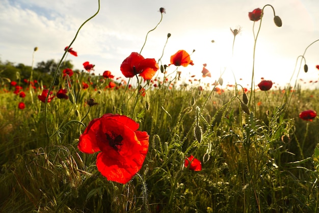 Mohn Bereich