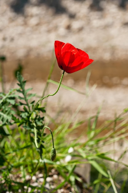 Mohn Blumen