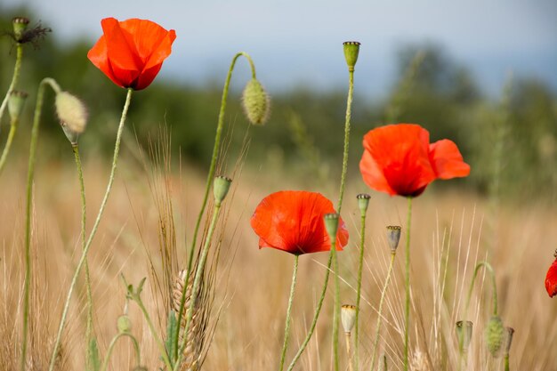 Mohn, der auf dem Feld wächst