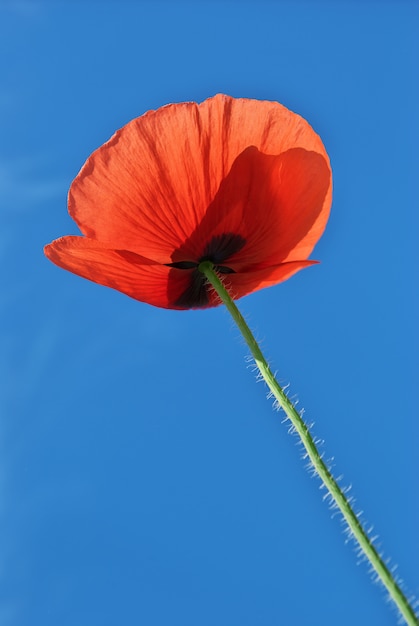 Mohn im Himmel