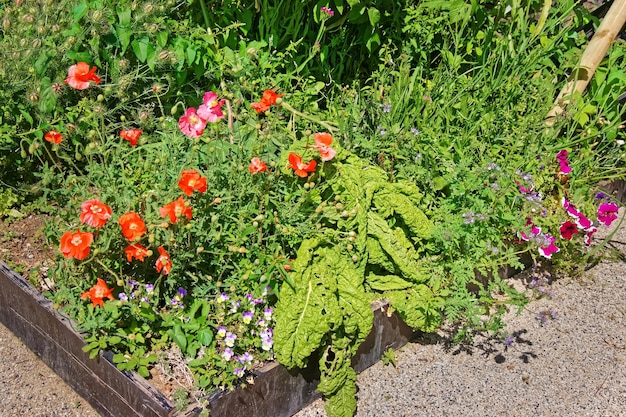 Mohn im Innenhof in einem Schweizer Dorf in Yverdon-les-Bains im Bezirk Jura Nord Vaudois des Kantons Waadt, Schweiz.