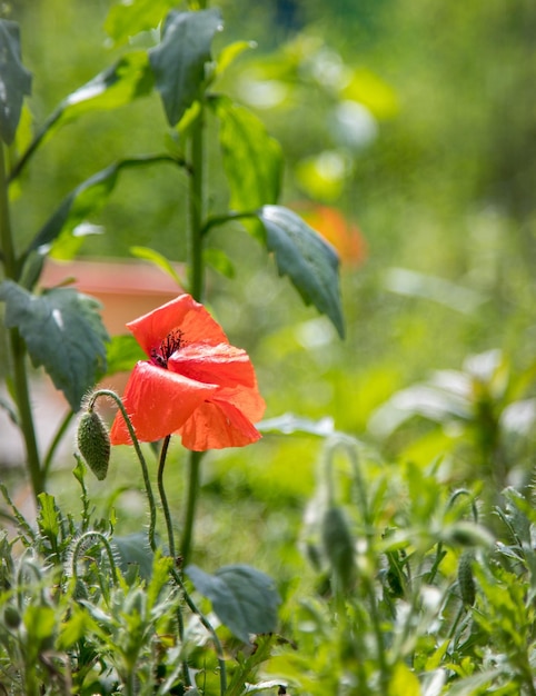 Mohn im Sommer blühende rote Orangenblüten