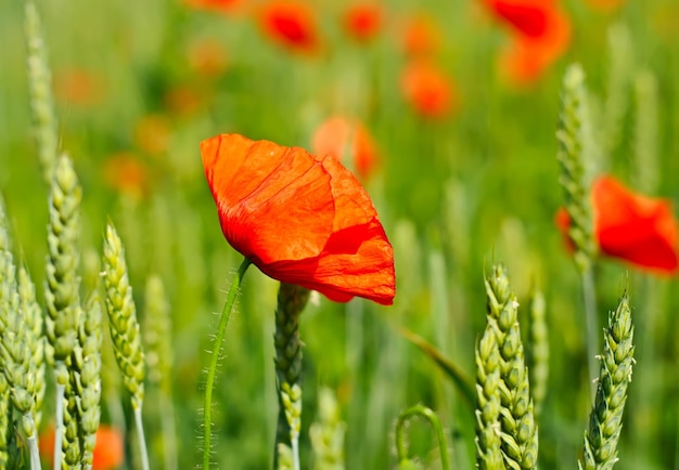 Mohn in einem Feld