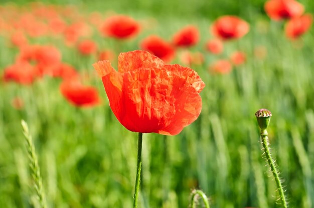 Mohn in einem Feld