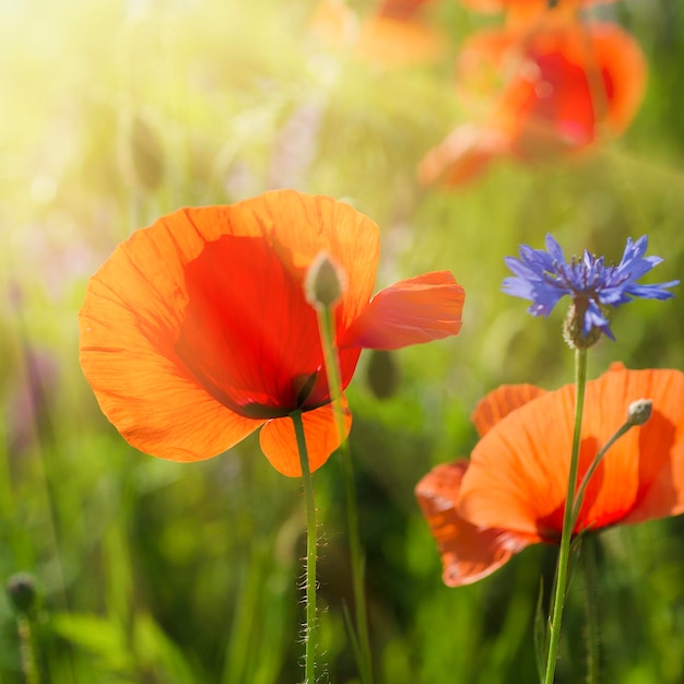 Mohn in einem Feld