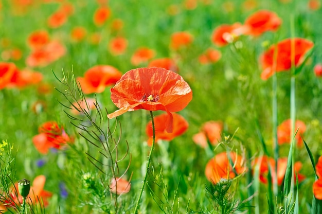 Mohn in einem Feld