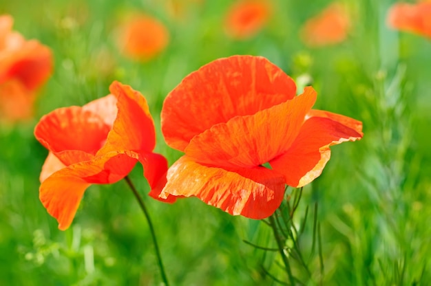 Mohn in einem Feld