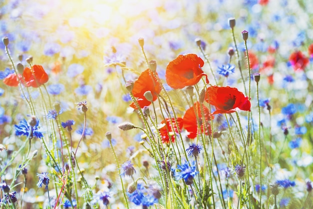 Mohn und Kornblumen