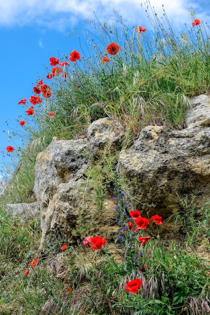 Mohn wächst in Val d'Orcia Toskana