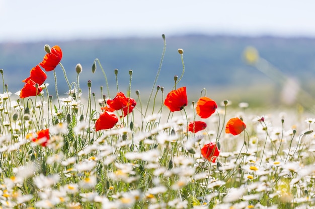 Mohn