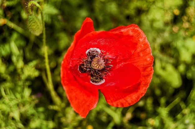 Mohn