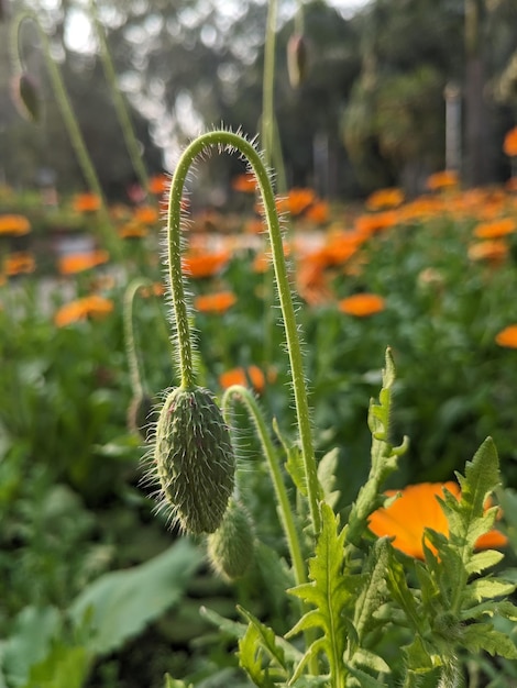 Mohn