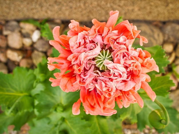 Mohnblüte in Nahaufnahme Filigrane Blütenblätter in Rosa mit grünen Blättern im Hintergrund