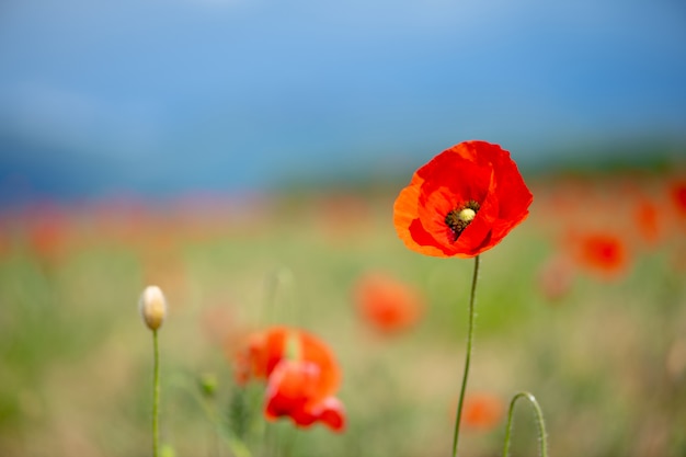 Mohnblume auf dem feld