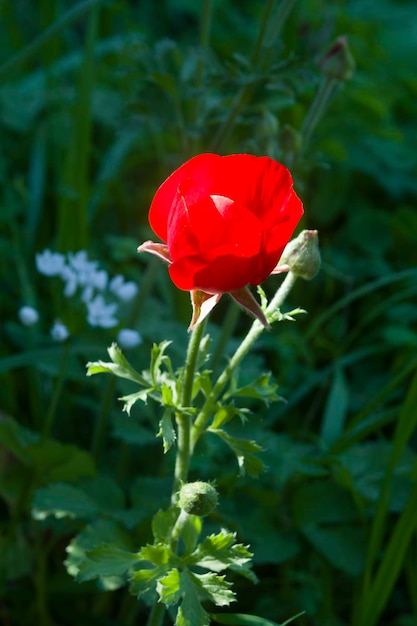 Mohnblume auf der Wiese