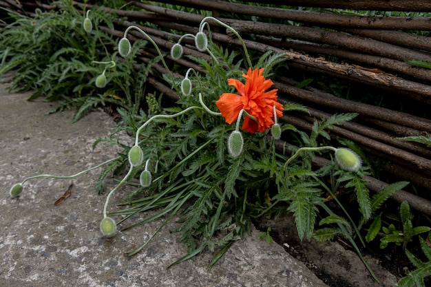 Mohnblume blühte in der Nähe von geflochtenem Zaun