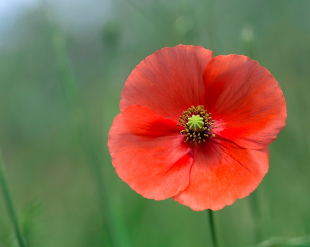 Mohnblume im Garten im Freien voll erblüht