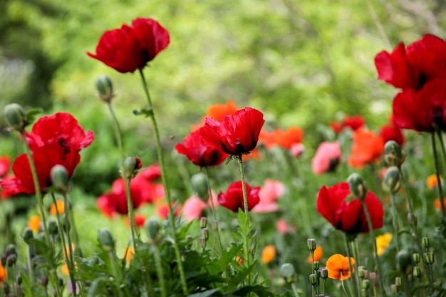 Mohnblumen auf dem Feld