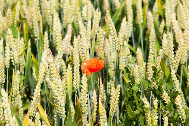 Mohnblumen auf einem Gebiet des Weizens