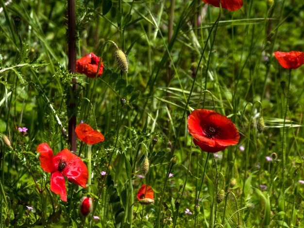 Mohnblumen auf einer Wiese