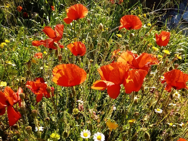 Foto mohnblumen blühen auf dem feld