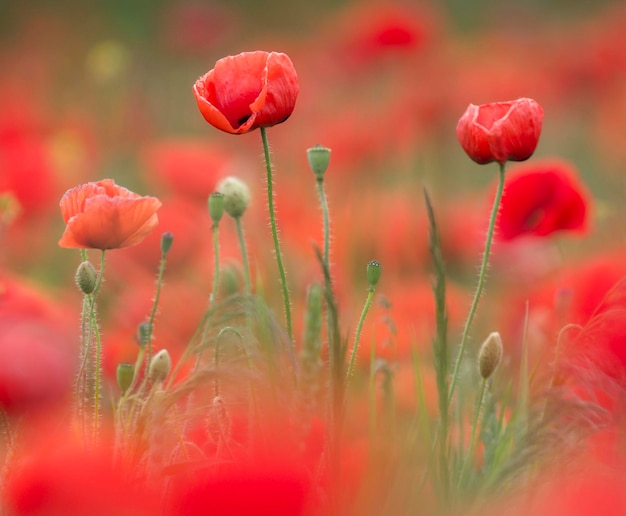 Mohnblumen blühen im Freien