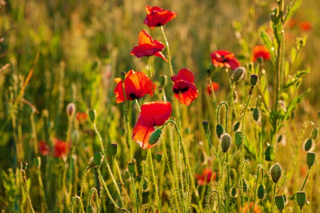 Mohnblumen im Abendlicht, Mohnblumen bei Sonnenuntergang