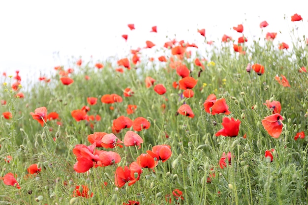 Mohnblumen im Freien