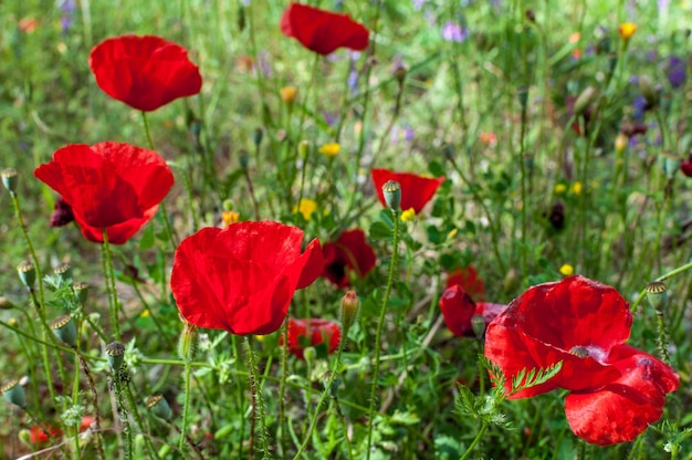 Mohnblumen in einem Garten