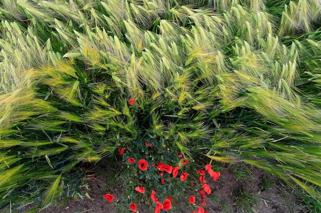 Mohnblumen in einem Weizenfeld Ukrainisches Feld Geringe Schärfentiefe