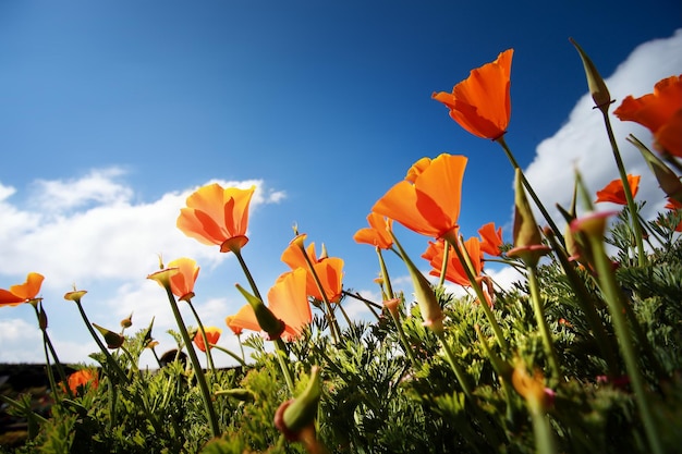 Mohnblumen Papaver Rhoeas Mohn