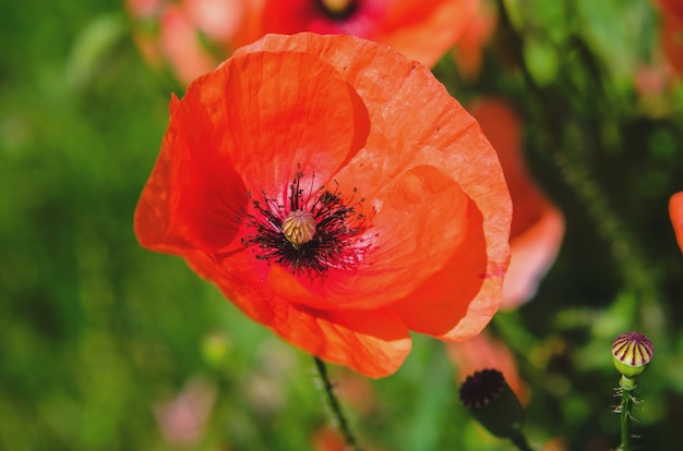 Mohnblumen. Rote Mohnblumen. Mohnblume. Mohnblumen im Garten.