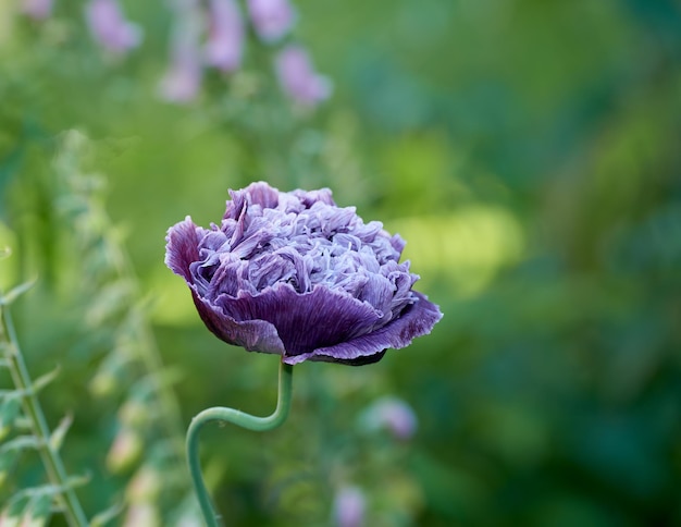 Mohnblumen Schöne Mohnblumen im Frühsommer